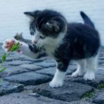 Hacking the good Life: Small Is Beautiful Kitten_opt