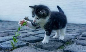 Hacking the good Life: Small Is Beautiful Kitten_opt